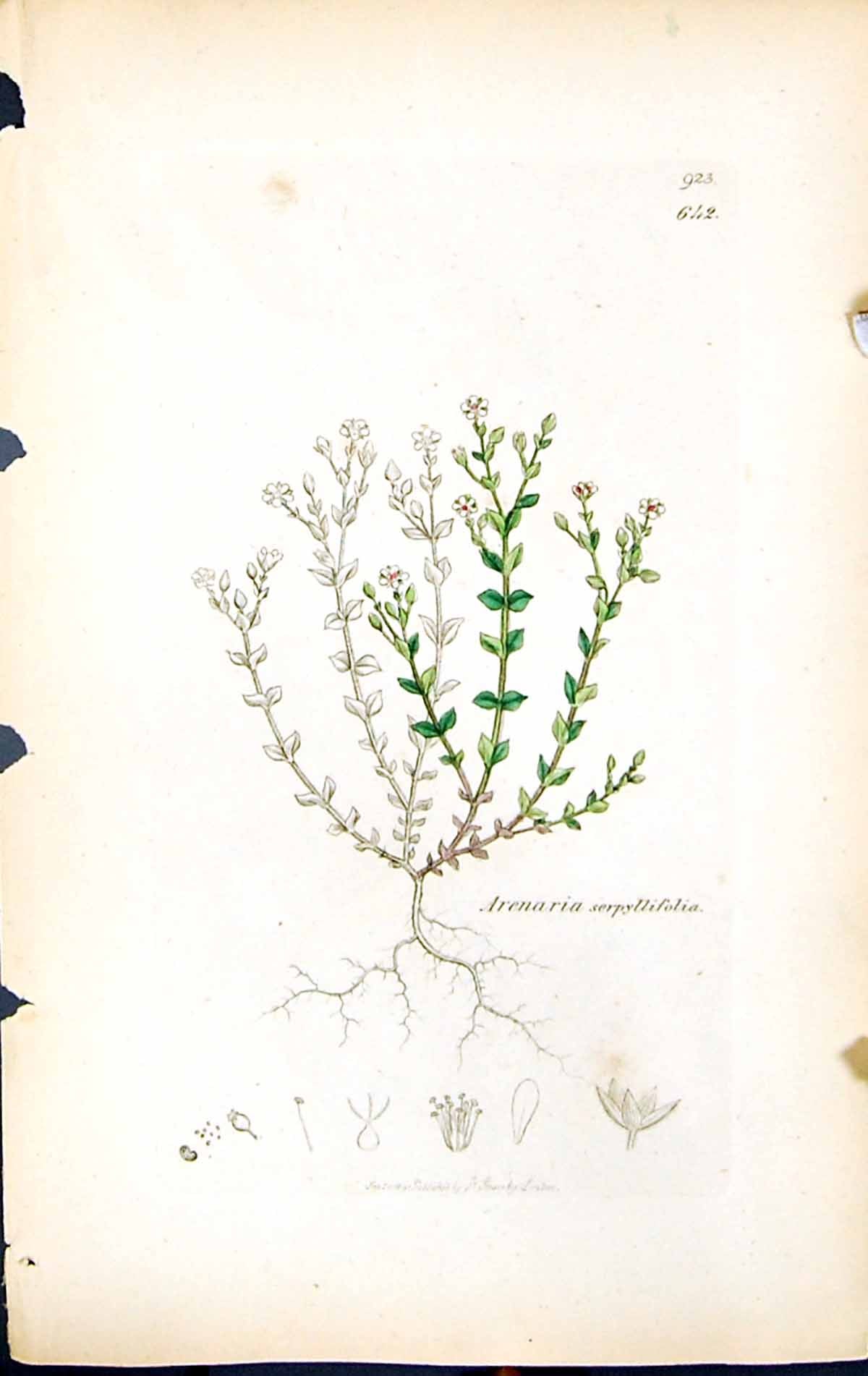Old Print Arenaria Serpyllifolia British Plants Botany 1847 Sowerby Smith 19th
