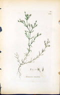 Antique Print Arenaria Tenuifolia British Plants Botany 1847 Sowerby Smith 19th