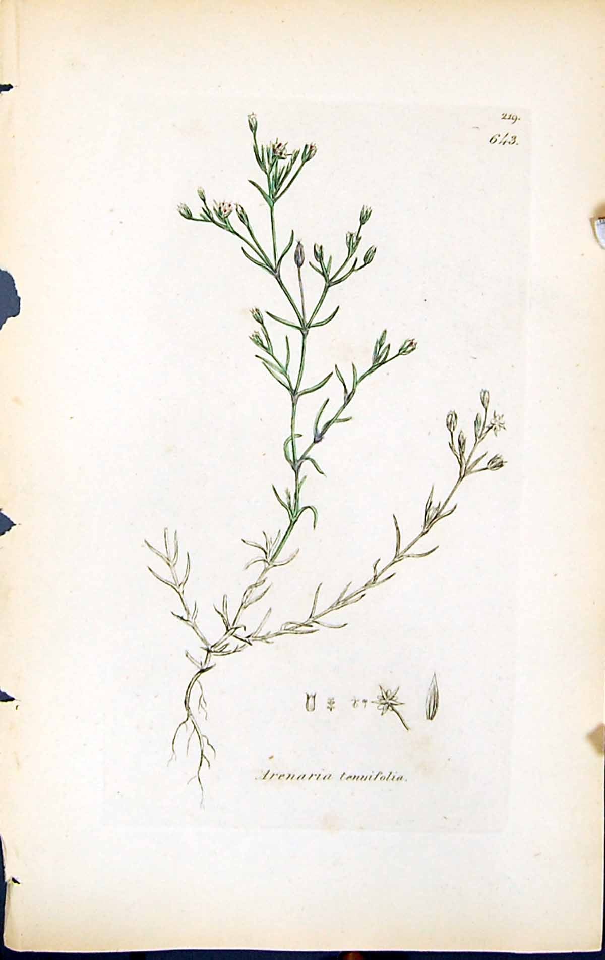 Antique Print Arenaria Tenuifolia British Plants Botany 1847 Sowerby Smith 19th