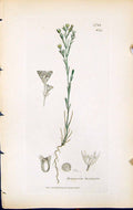 Antique Print Arenaria Fastigiata British Plants Botany 1847 Sowerby Smith 19th