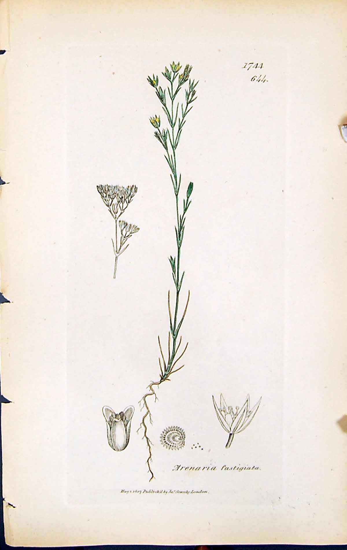 Antique Print Arenaria Fastigiata British Plants Botany 1847 Sowerby Smith 19th