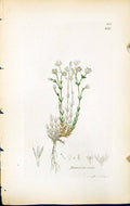 Old Print Arenaria Verna British Plants Botany 1847 Sowerby Smith Colour 19th