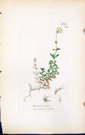 Antique Old Print Arenaria Ciliata British Plants Botany 1847 Sowerby Smith