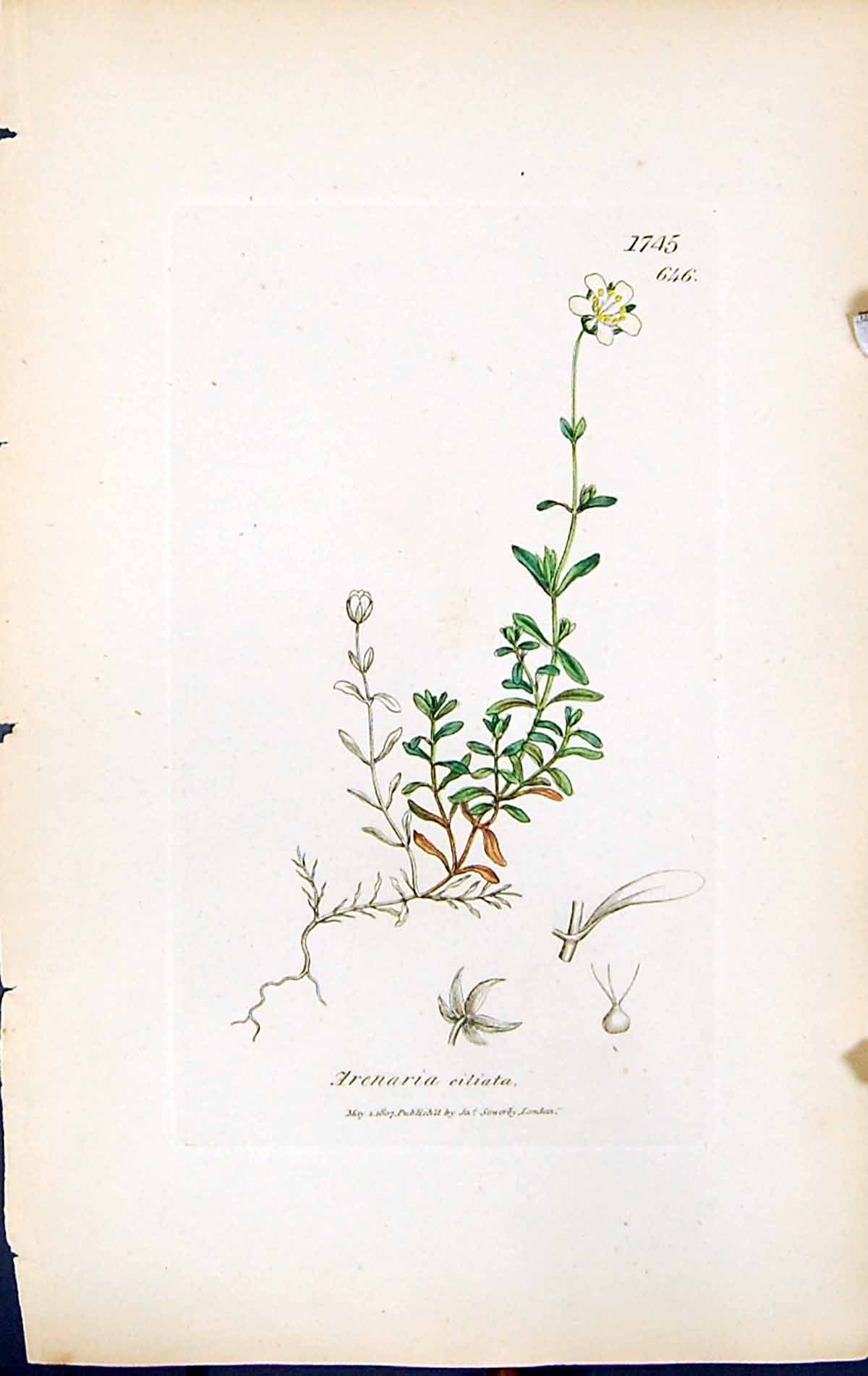 Antique Old Print Arenaria Ciliata British Plants Botany 1847 Sowerby Smith