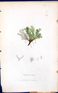 Antique Old Print Cherleria Sedoides British Plants Botany 1847 Sowerby Smith