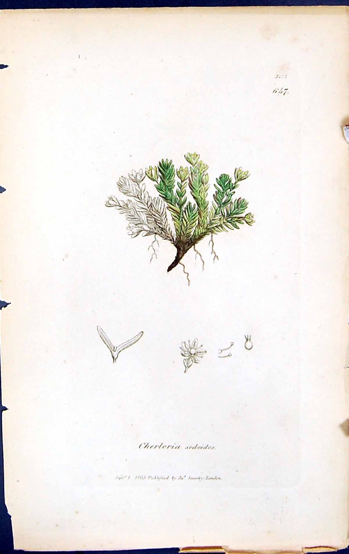 Antique Old Print Cherleria Sedoides British Plants Botany 1847 Sowerby Smith