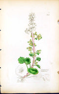 Antique Print Cotyledon Umbilicus British Plants Botany 1847 Sowerby Smith 19th