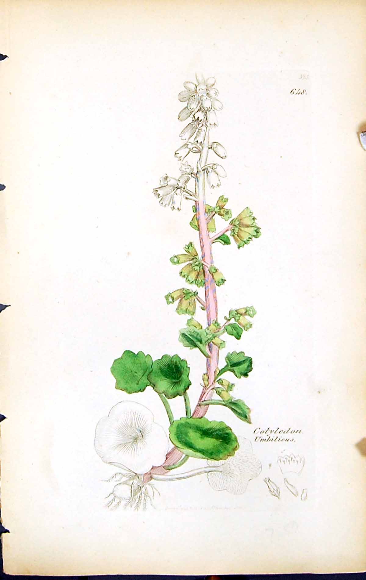 Antique Print Cotyledon Umbilicus British Plants Botany 1847 Sowerby Smith 19th