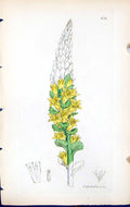 Antique Old Print Cotyledon Lutea British Plants Botany 1847 Sowerby Smith 19th