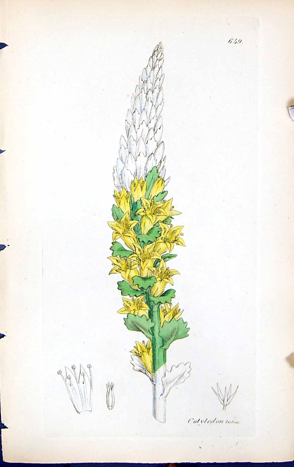 Antique Old Print Cotyledon Lutea British Plants Botany 1847 Sowerby Smith 19th