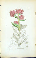 Antique Old Print Sedum Telephium British Plants Botany 1847 Sowerby Smith 19th
