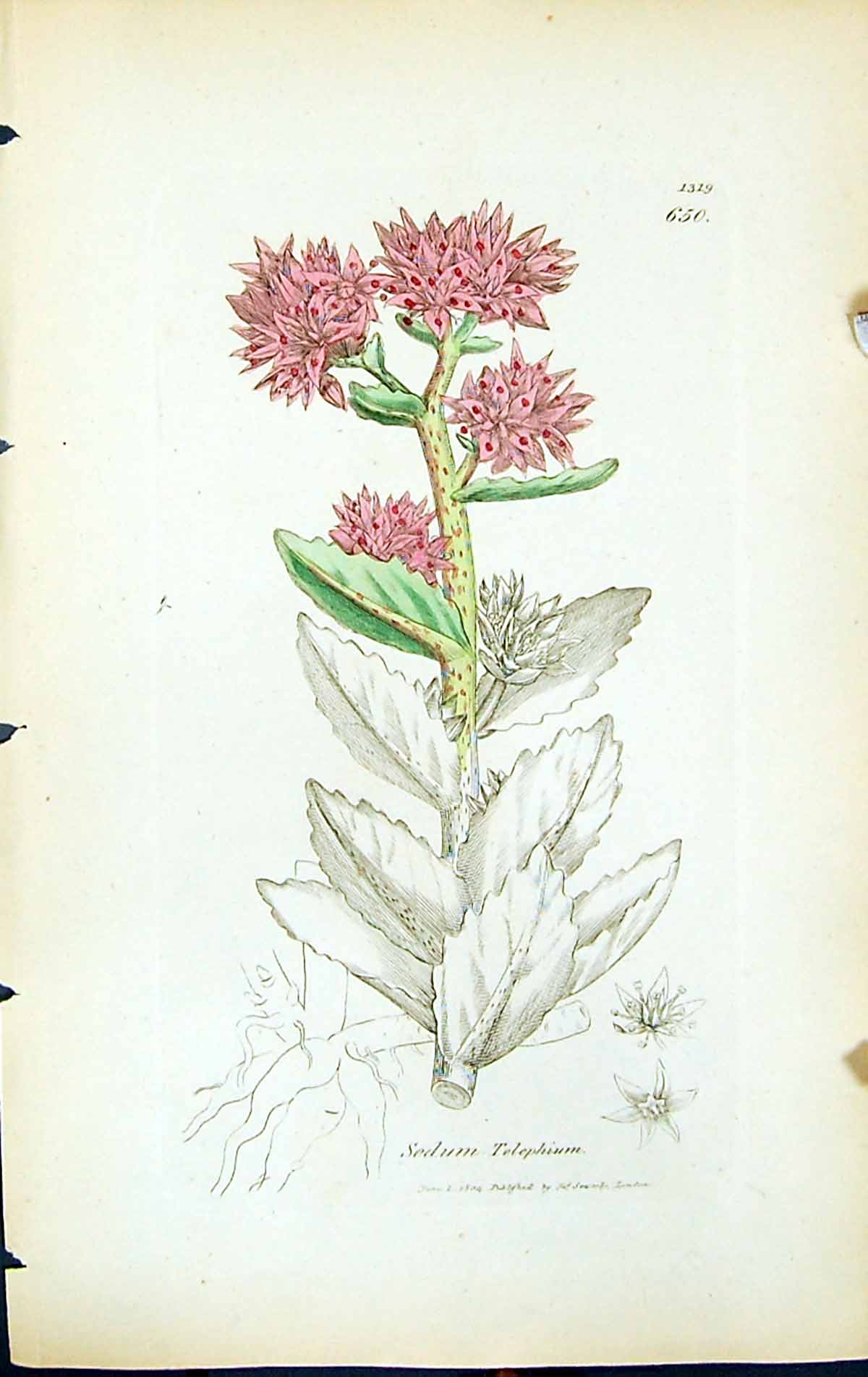 Antique Old Print Sedum Telephium British Plants Botany 1847 Sowerby Smith 19th