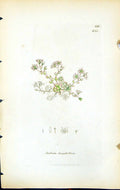 Antique Old Print Sedum Dasyphyllum British Plants Botany 1847 Sowerby Smith