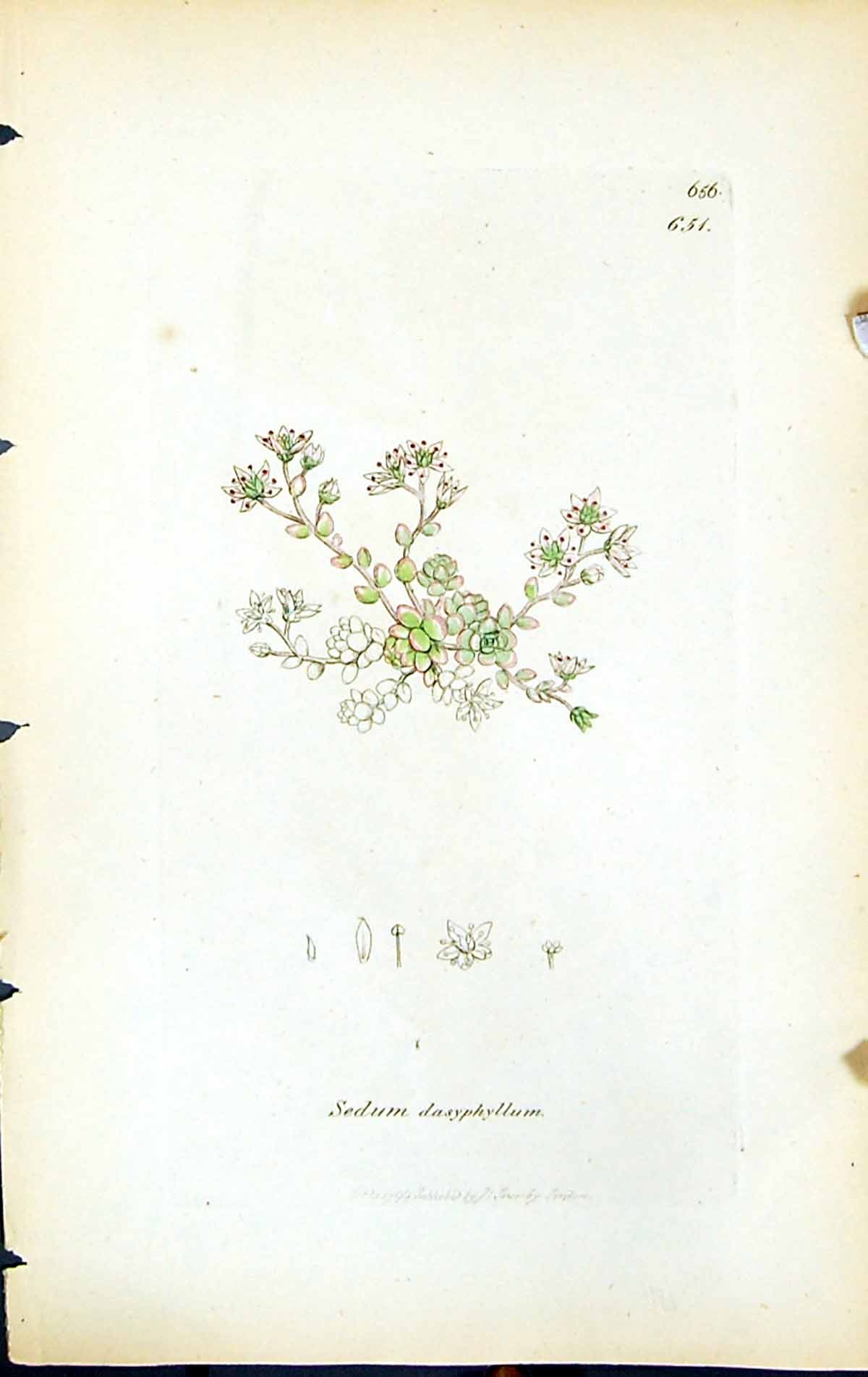 Antique Old Print Sedum Dasyphyllum British Plants Botany 1847 Sowerby Smith