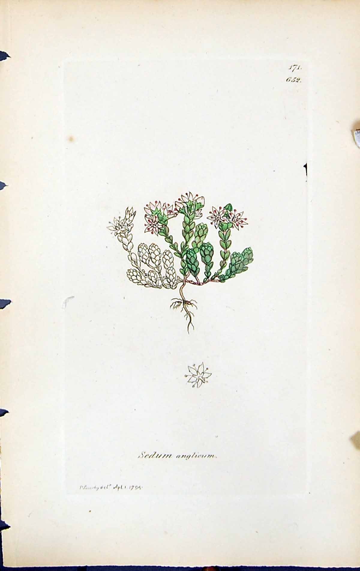 Old Print Sedum Anglieum British Plants Botany 1847 Sowerby Smith Colour 19th