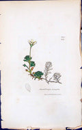 Antique Print Saxifraga Elongella British Plants Botany 1847 Sowerby Smith 19th
