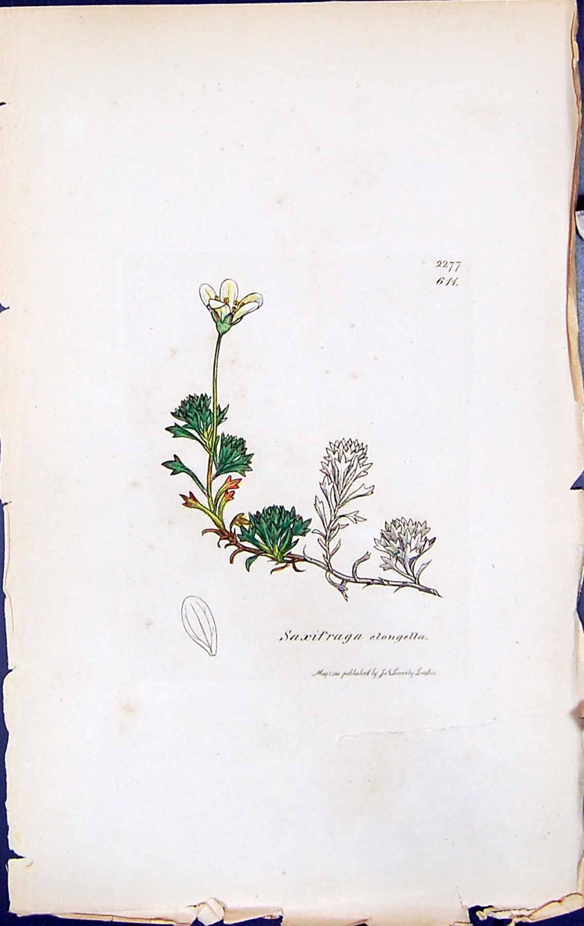 Antique Print Saxifraga Elongella British Plants Botany 1847 Sowerby Smith 19th