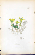 Antique Old Print Sedum Acre British Plants Botany 1847 Sowerby Smith Colour