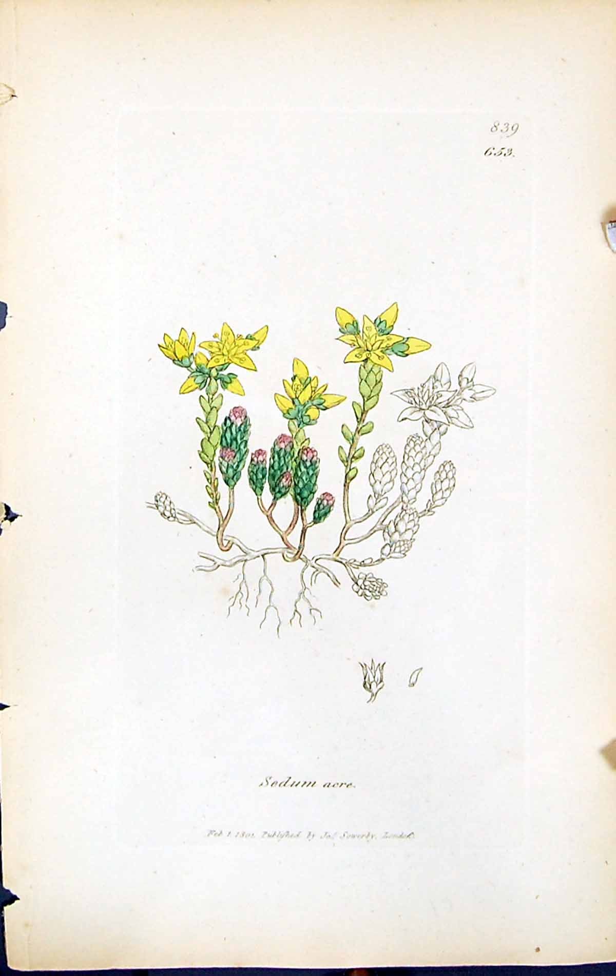 Antique Old Print Sedum Acre British Plants Botany 1847 Sowerby Smith Colour