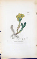 Antique Old Print Sedum Sexangulare British Plants Botany 1847 Sowerby Smith