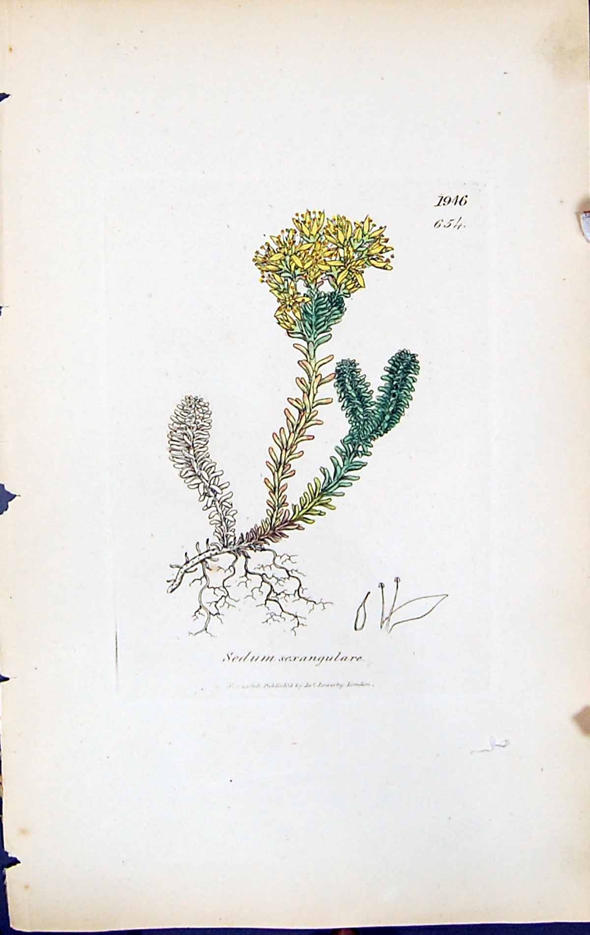 Antique Old Print Sedum Sexangulare British Plants Botany 1847 Sowerby Smith