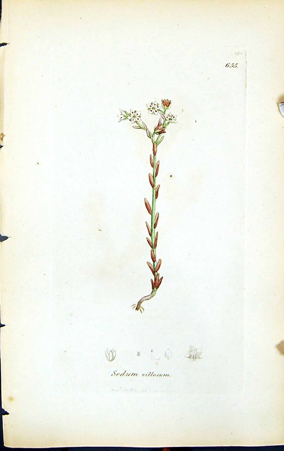 Old Print Sedum Villosum British Plants Botany 1847 Sowerby Smith Colour 19th