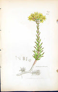 Old Print Sedum Reflexum British Plants Botany 1847 Sowerby Smith Colour 19th