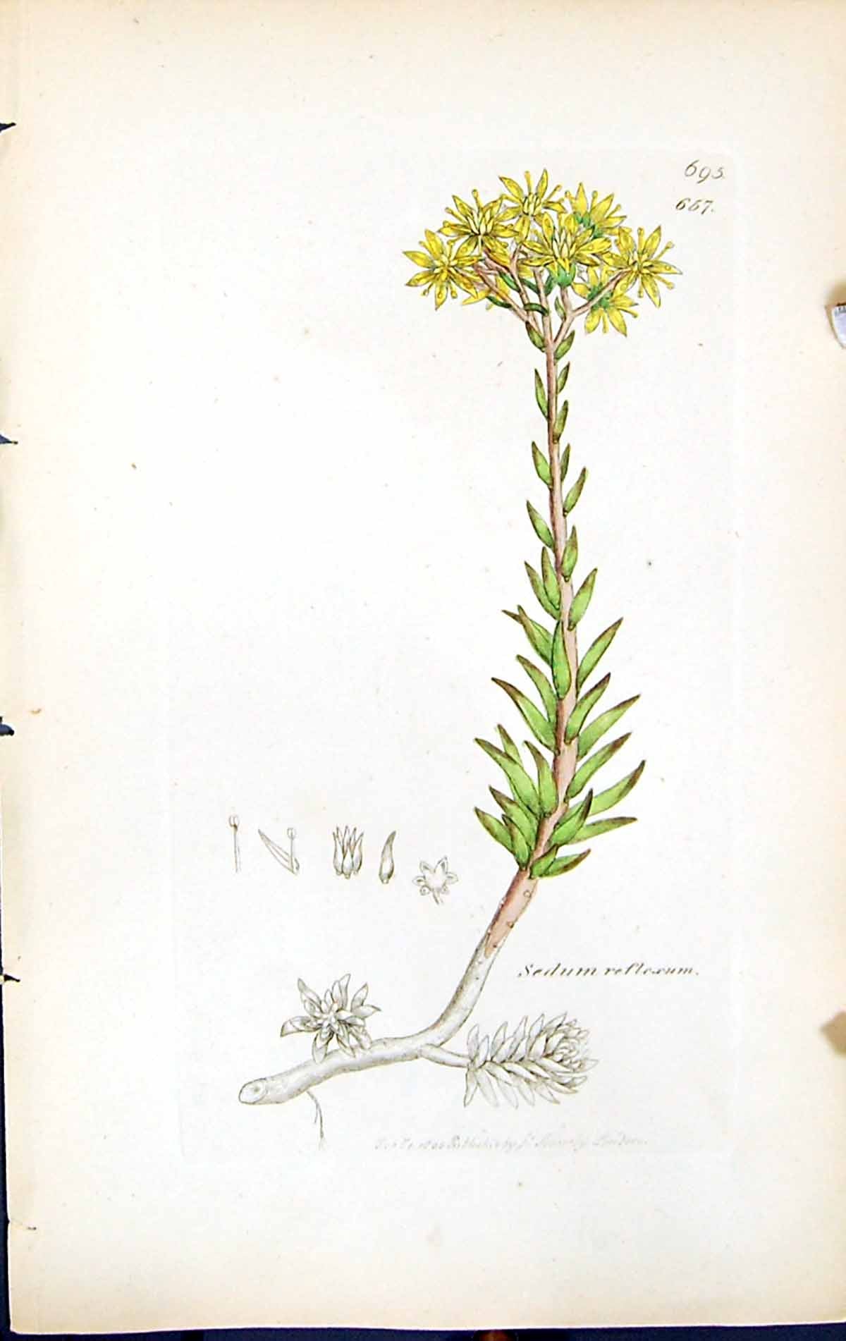 Old Print Sedum Reflexum British Plants Botany 1847 Sowerby Smith Colour 19th