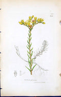 Antique Print Sedum Glaucum British Plants Botany 1847 Sowerby Smith Colour