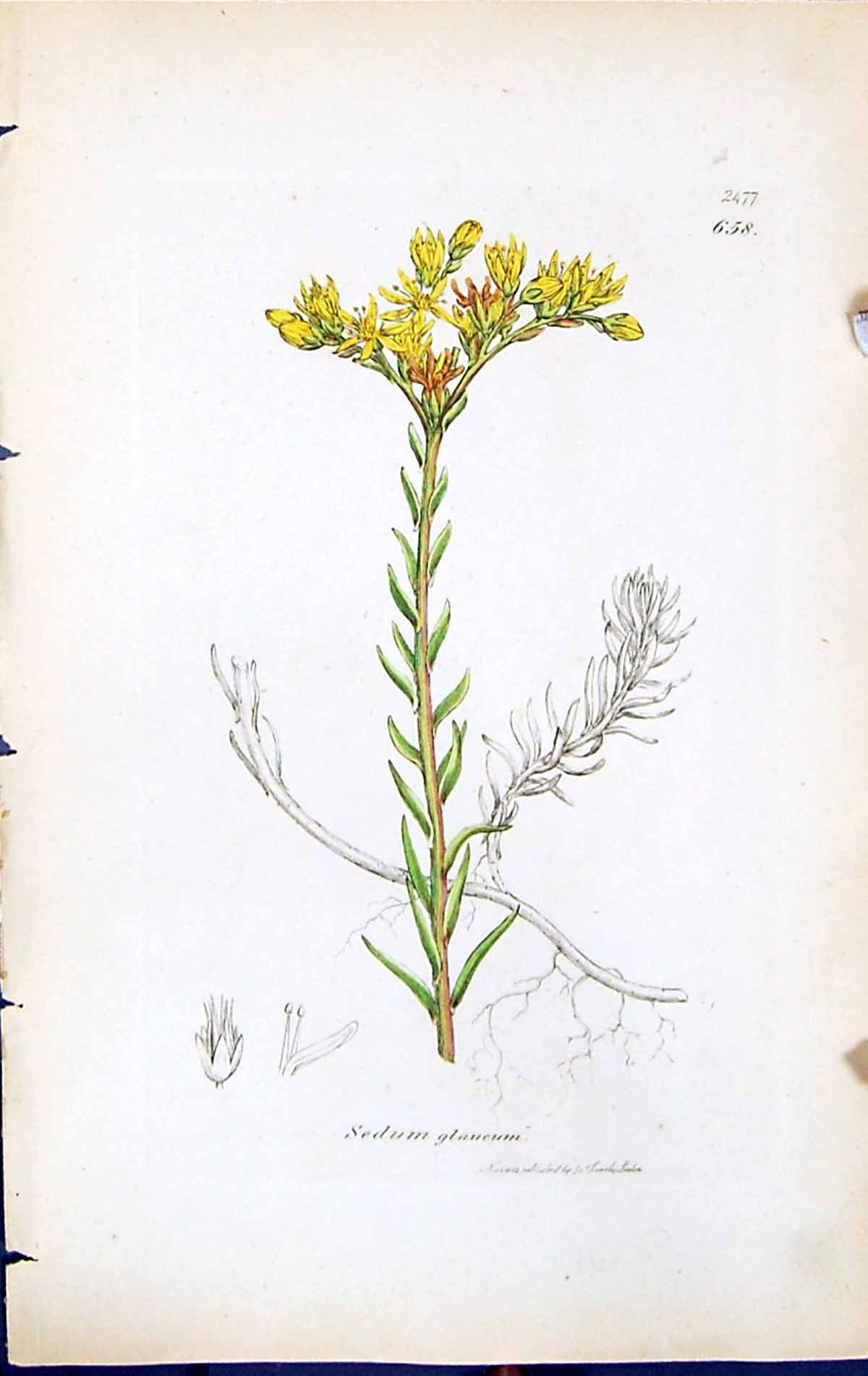 Antique Print Sedum Glaucum British Plants Botany 1847 Sowerby Smith Colour