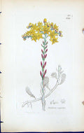 Old Print Sedum Rupestre British Plants Botany 1847 Sowerby Smith Colour 19th