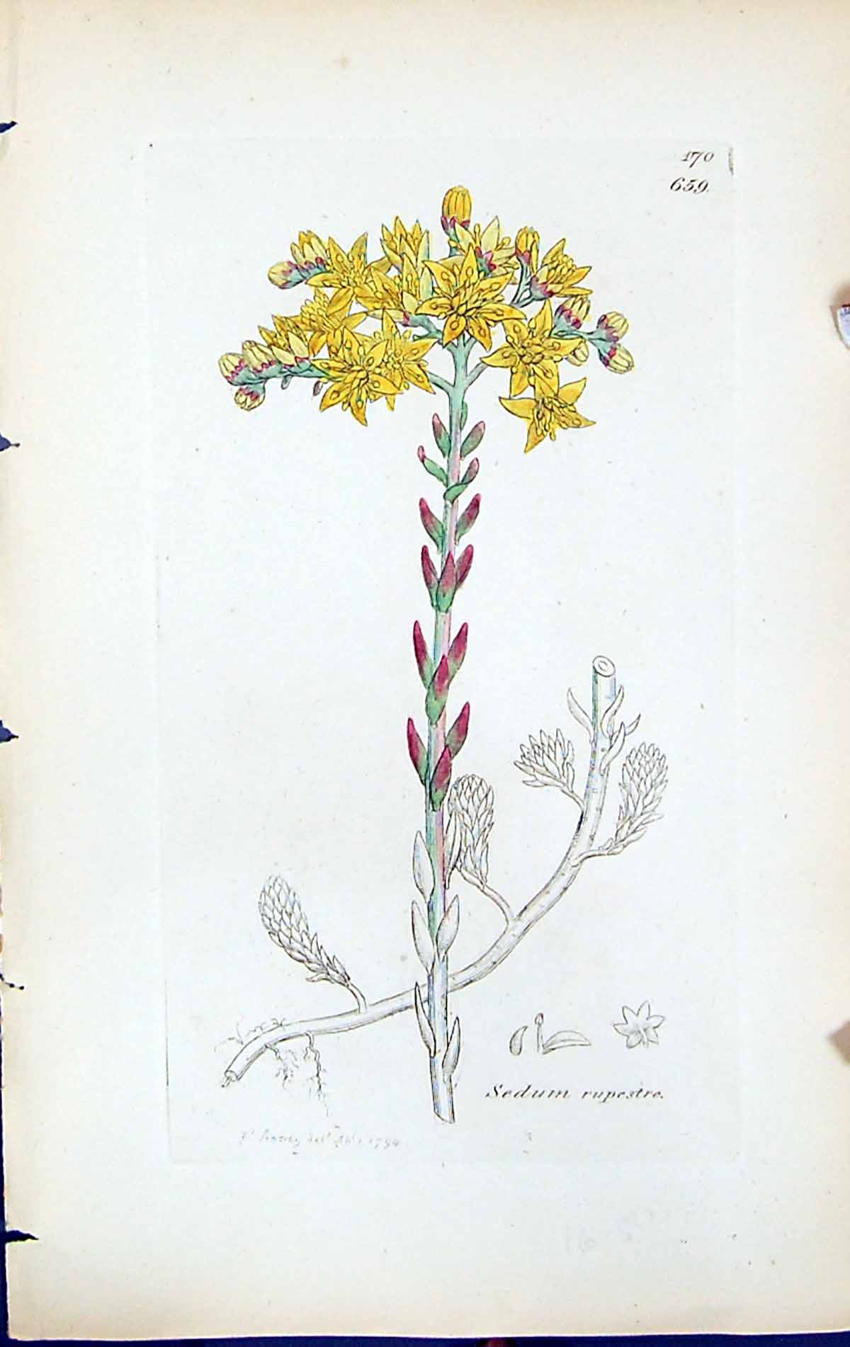 Old Print Sedum Rupestre British Plants Botany 1847 Sowerby Smith Colour 19th