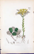 Antique Old Print Sedum Forsterianum British Plants Botany 1847 Sowerby Smith