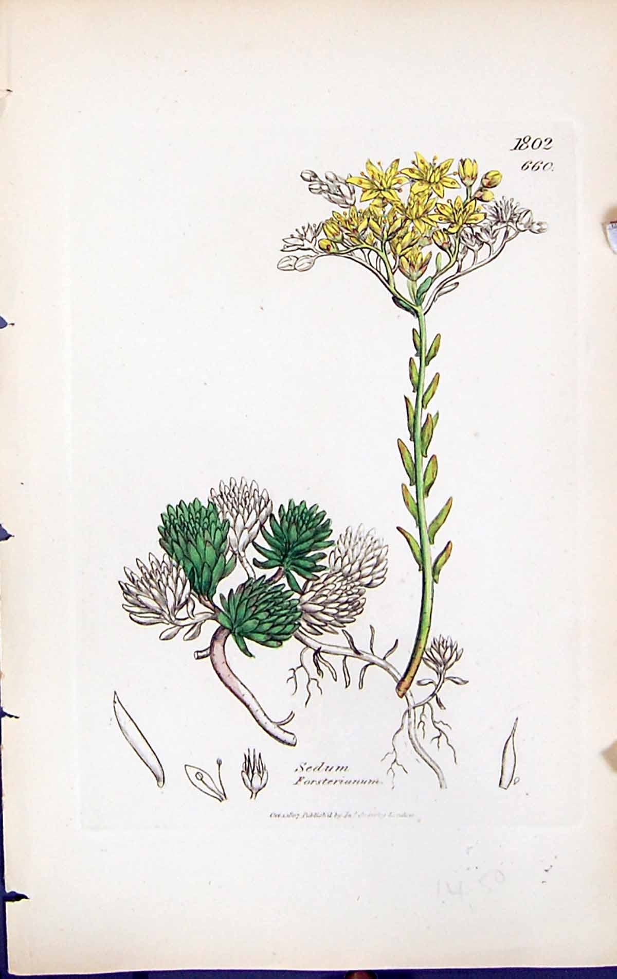 Antique Old Print Sedum Forsterianum British Plants Botany 1847 Sowerby Smith