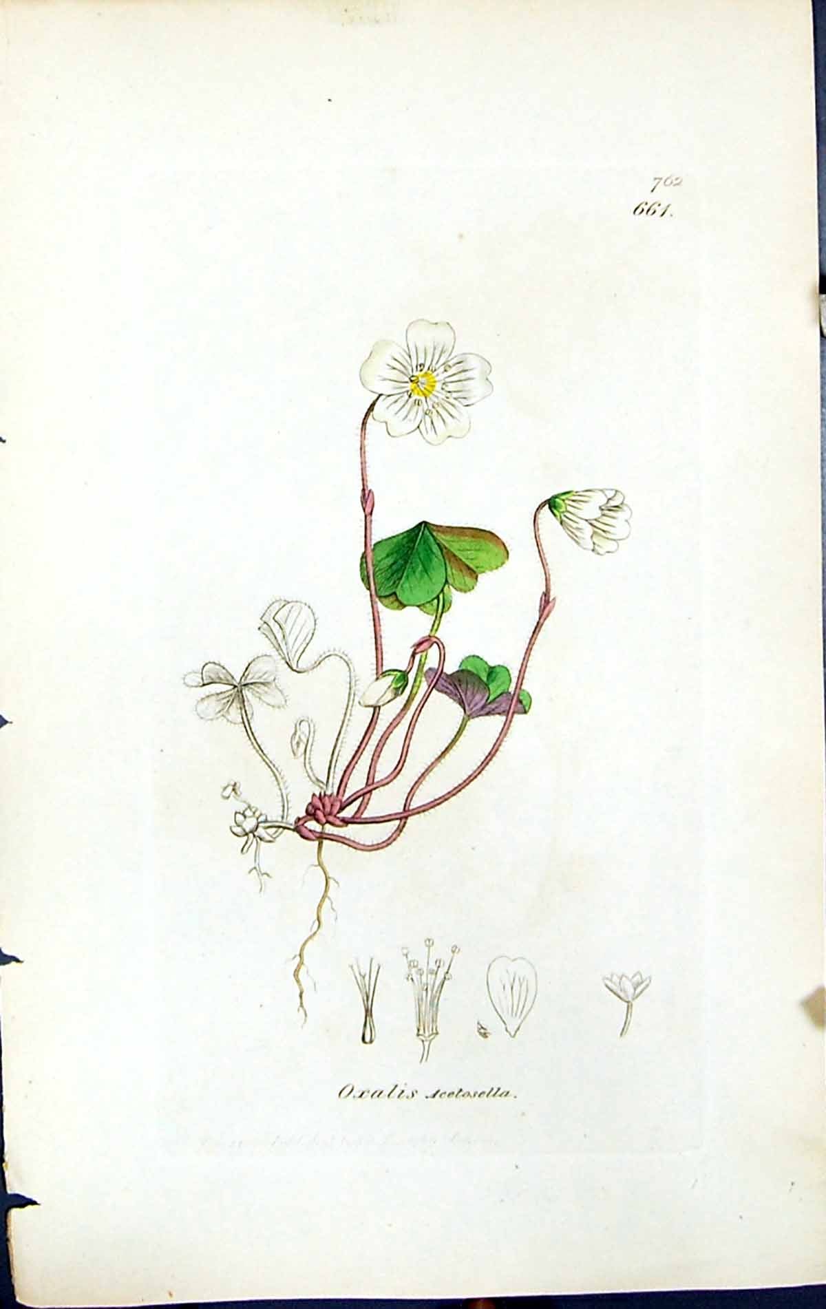 Antique Old Print Oxalis Acetosella British Plants Botany 1847 Sowerby Smith
