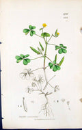 Antique Old Print Oxalis Corniculata British Plants Botany 1847 Sowerby Smith
