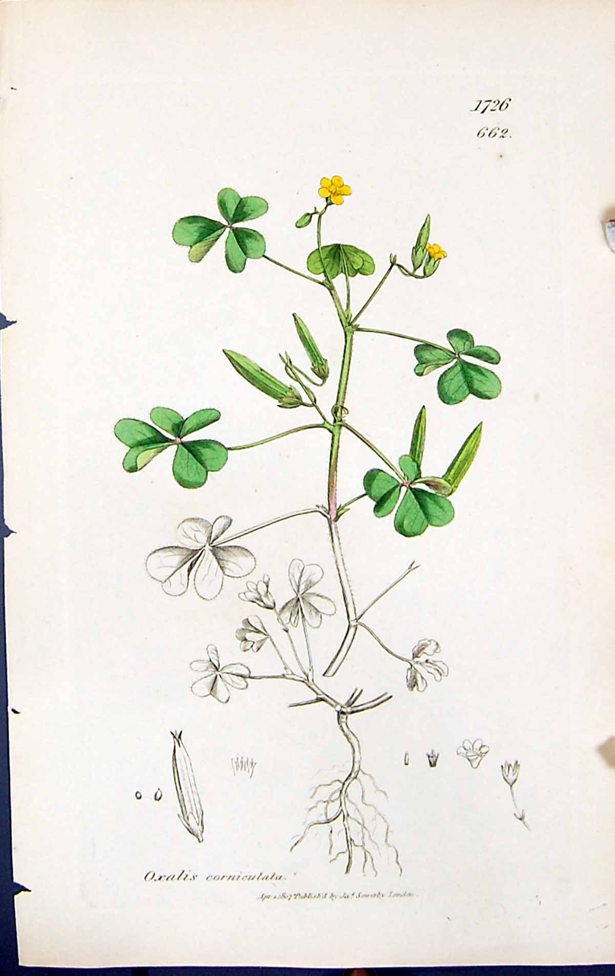 Antique Old Print Oxalis Corniculata British Plants Botany 1847 Sowerby Smith