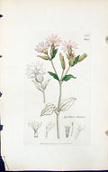 Old Print Lychnis Diurna British Plants Botany 1847 Sowerby Smith Colour 19th