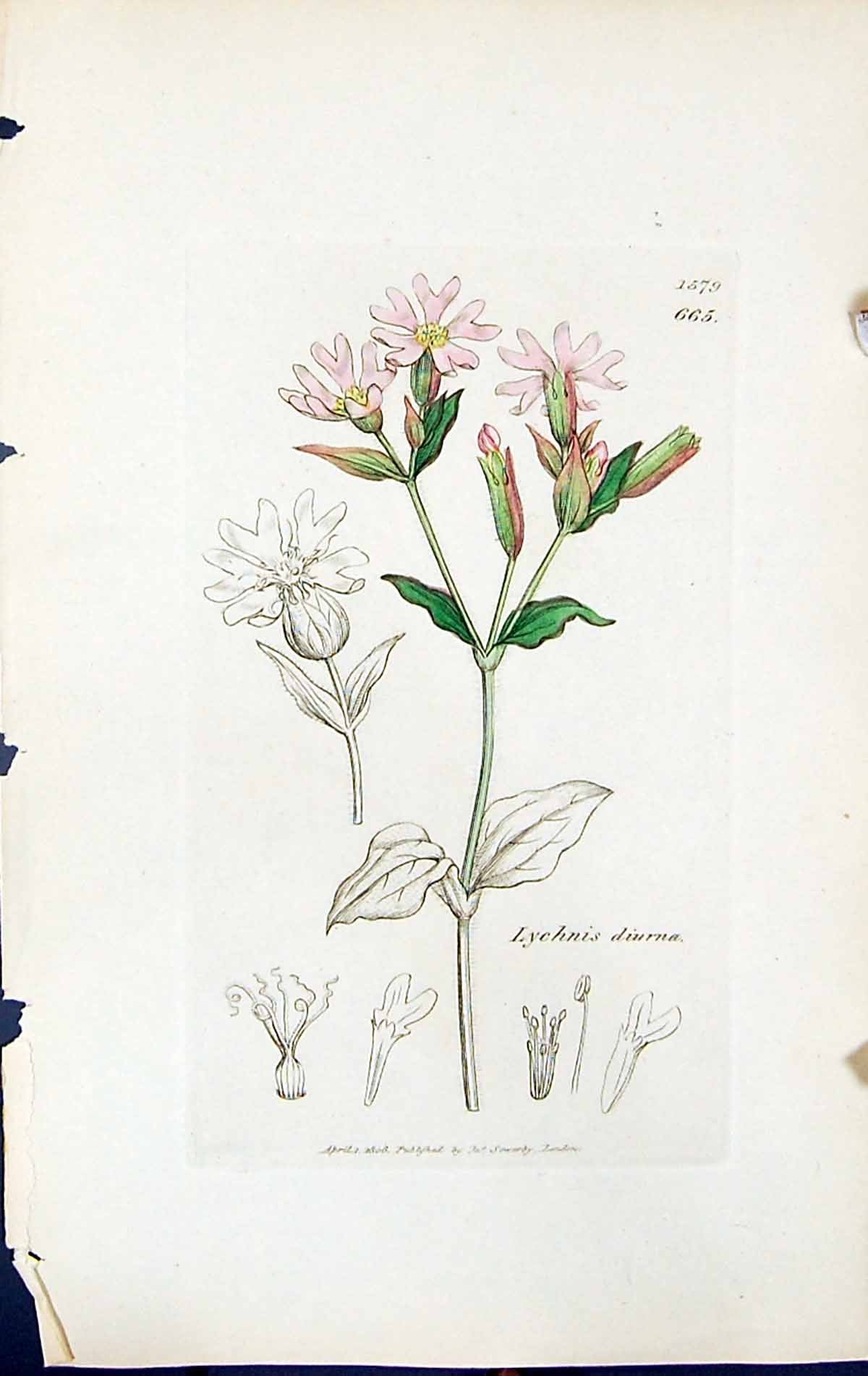 Old Print Lychnis Diurna British Plants Botany 1847 Sowerby Smith Colour 19th