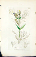Antique Old Print Lychnis Vespertina British Plants Botany 1847 Sowerby Smith
