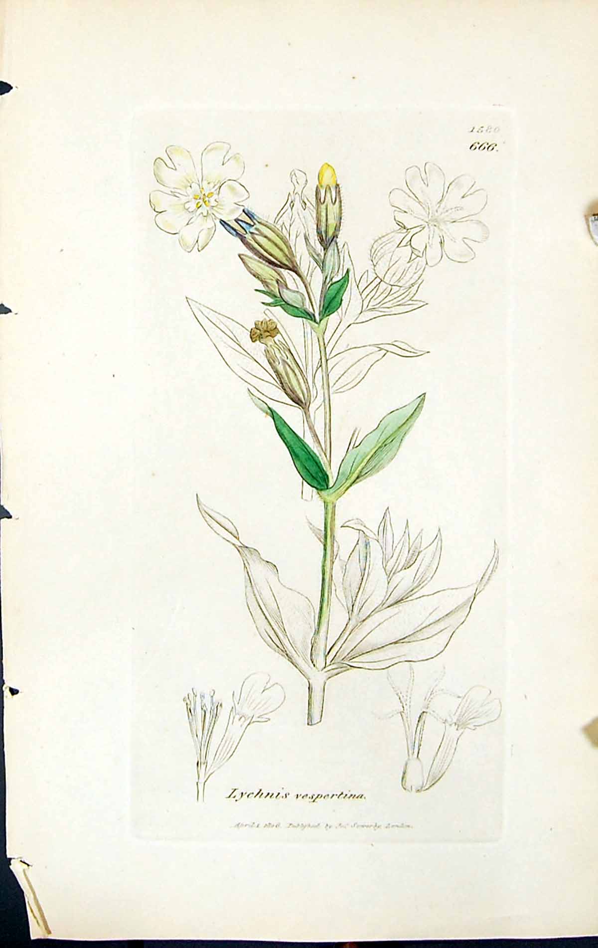 Antique Old Print Lychnis Vespertina British Plants Botany 1847 Sowerby Smith