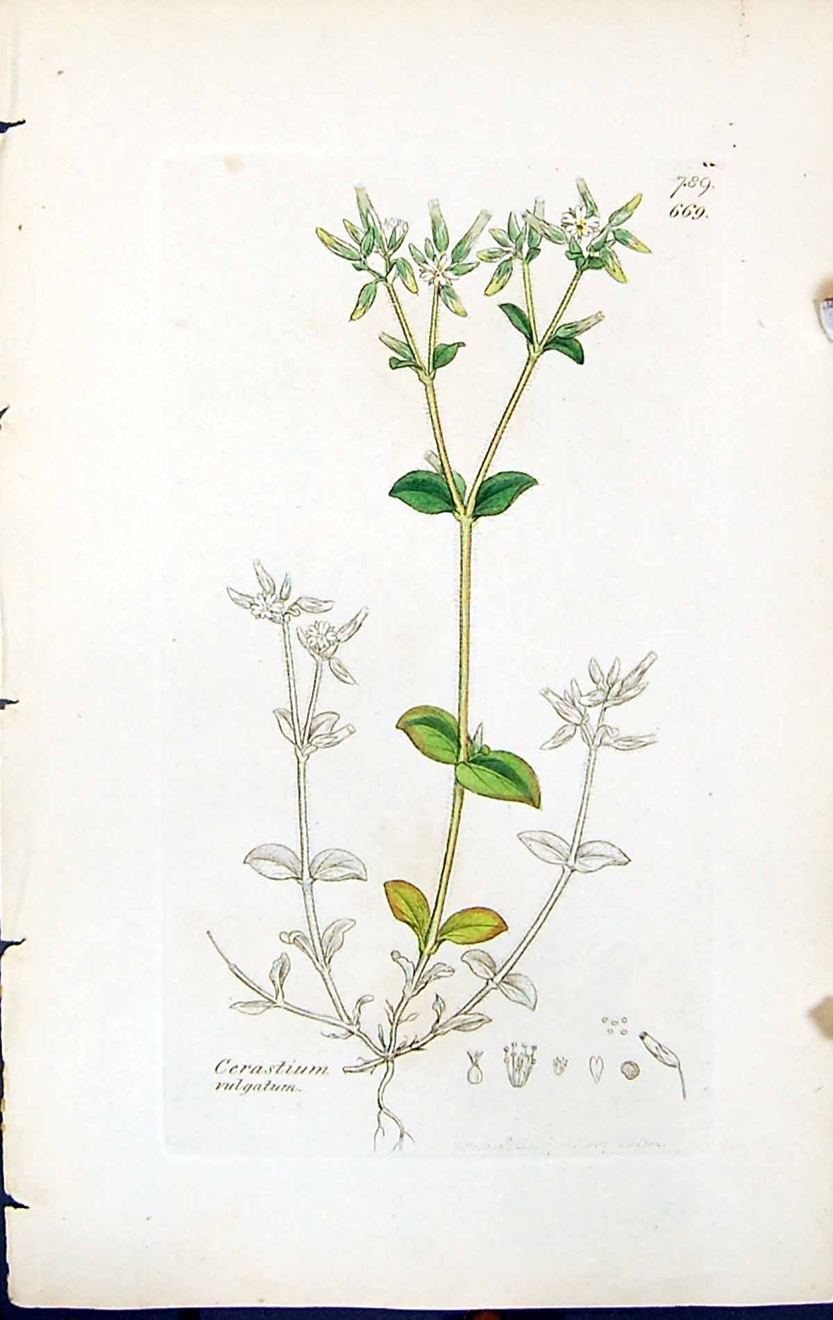 Antique Old Print Cerastium Vulgatum British Plants Botany 1847 Sowerby Smith