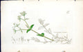 Antique Old Print Cerastium Viscosum British Plants Botany 1847 Sowerby Smith