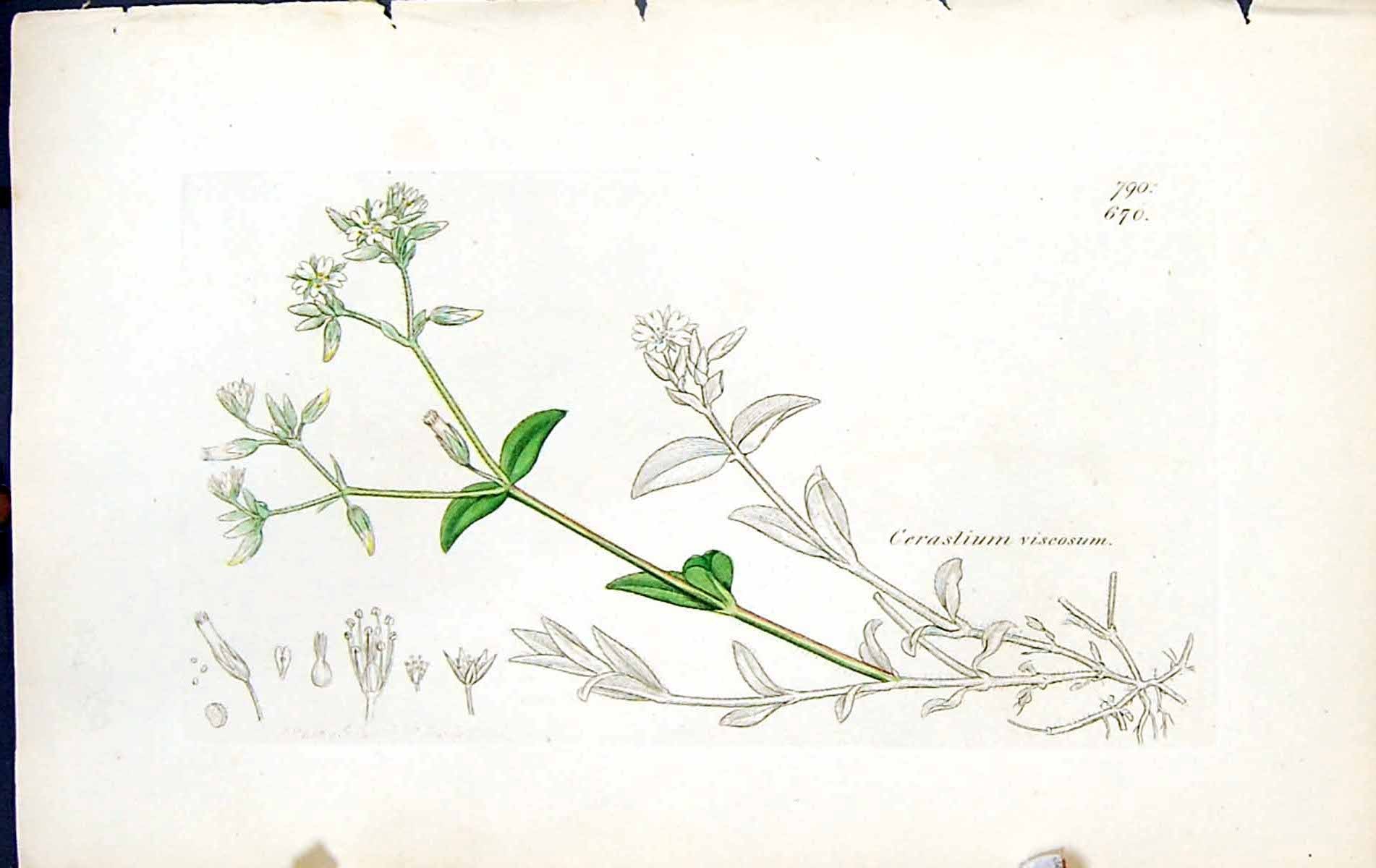 Antique Old Print Cerastium Viscosum British Plants Botany 1847 Sowerby Smith