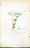 Old Cerastium Semidecandrum British Plants Botany 1847 Sowerby Smith Victorian