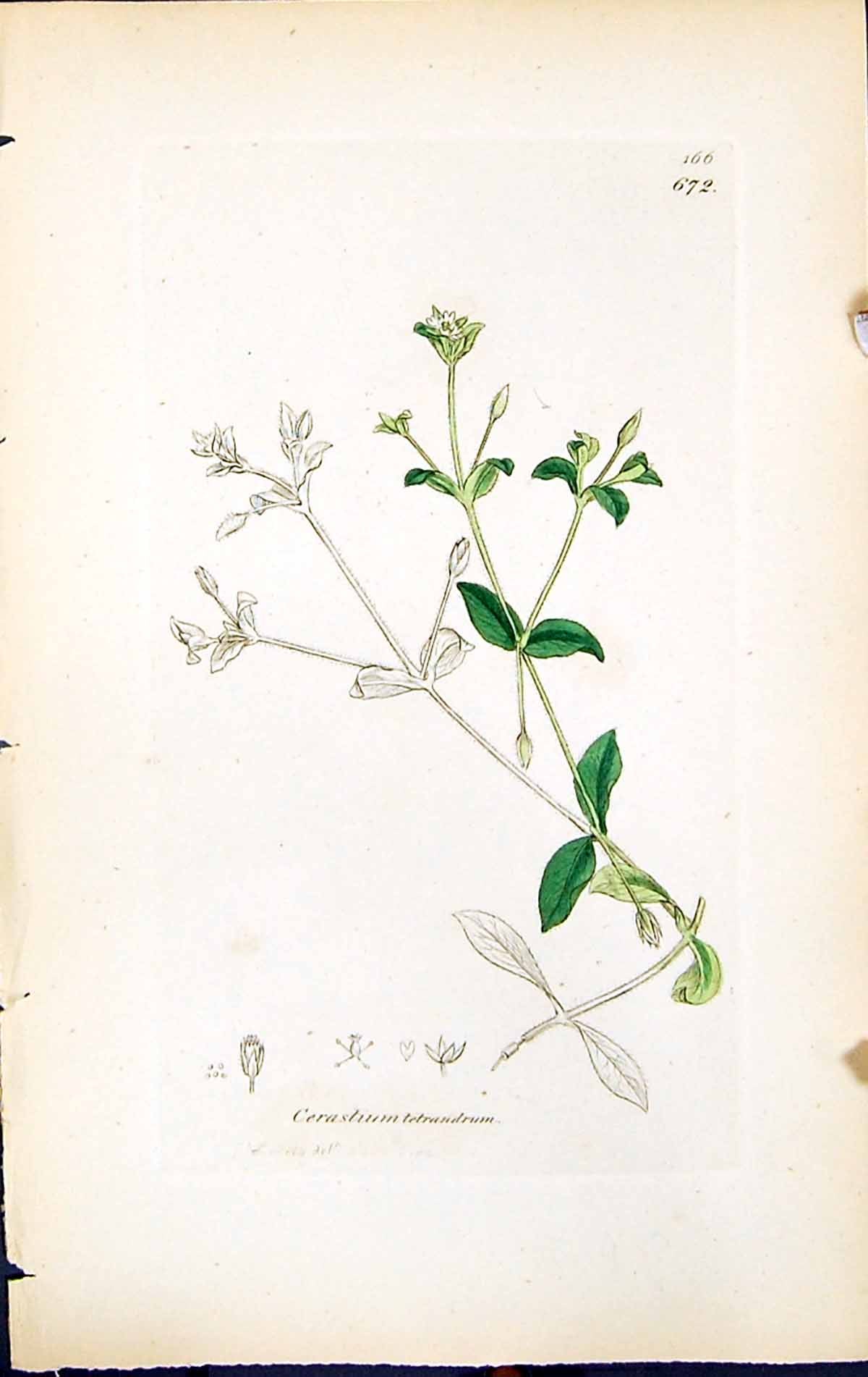 Antique Print Cerastium Tetrandrum British Plants Botany 1847 Sowerby Smith