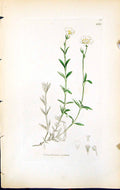 Antique Old Print Cerastium Arvense British Plants Botany 1847 Sowerby Smith