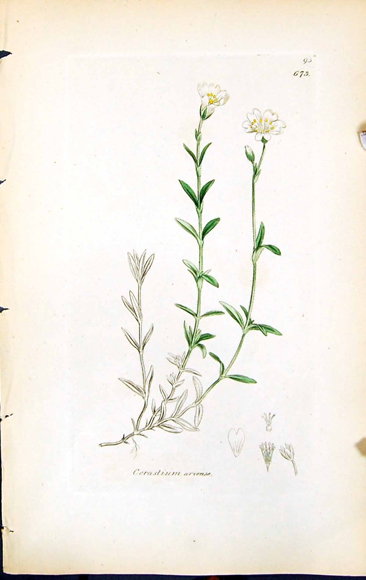 Antique Old Print Cerastium Arvense British Plants Botany 1847 Sowerby Smith