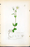 Antique Old Print Cerastium Alpinum British Plants Botany 1847 Sowerby Smith