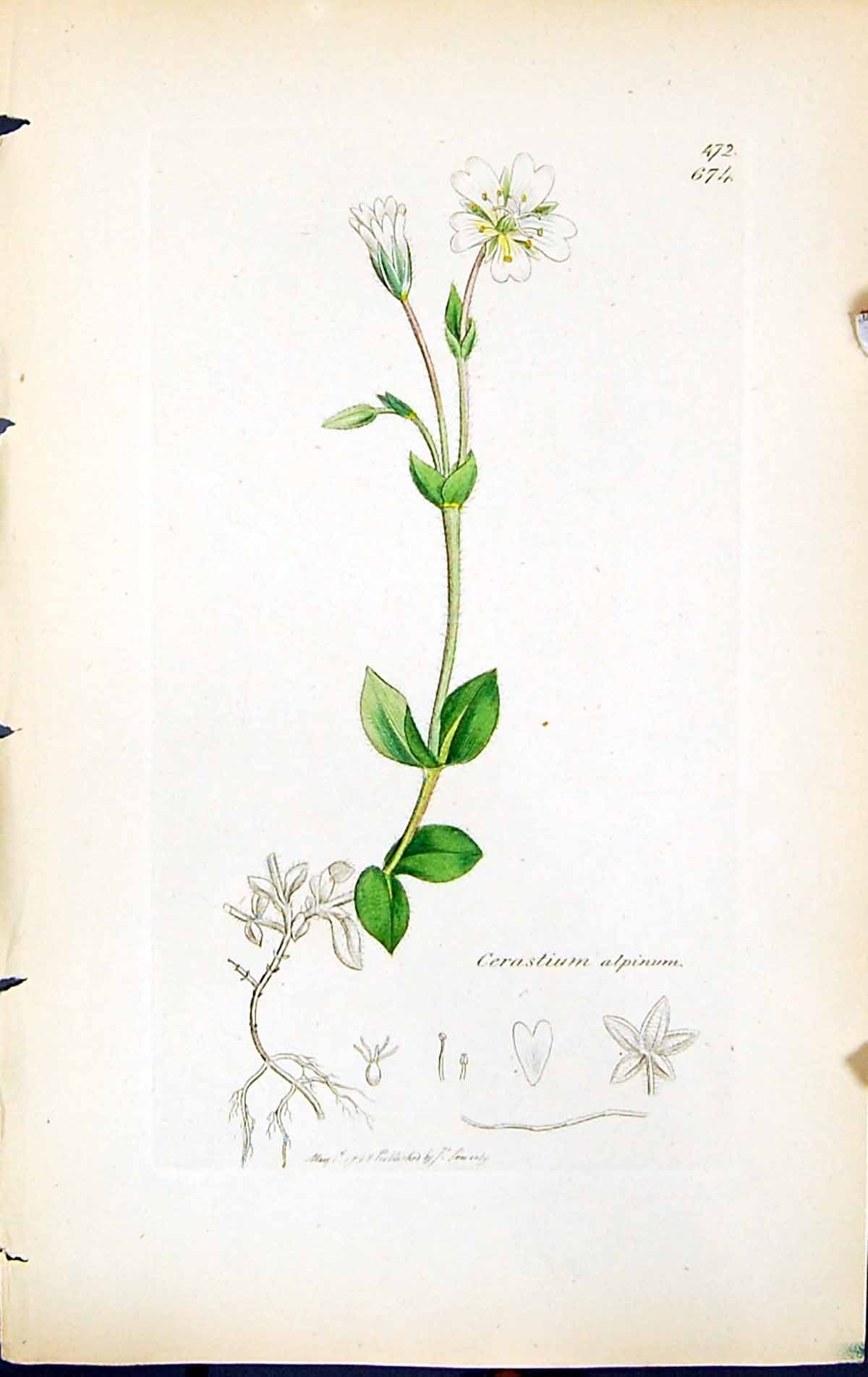 Antique Old Print Cerastium Alpinum British Plants Botany 1847 Sowerby Smith